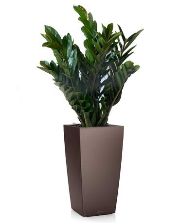 Zamioculcas plant CUBICO 30 金錢樹 CUBICO 30