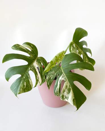 Variegated Monstera Albo 5 Variegated Monstera Albo 白龜背 5