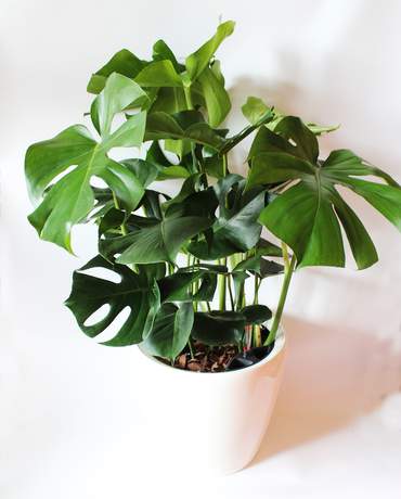 Monstera CLASSICO 35 Monstera 龜背竹 CLASSICO 35