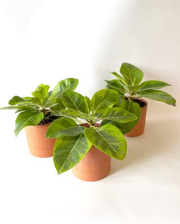 Asian Council Tree Asian Council Tree  富貴榕