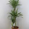 



                                                        Dracaena White Stripe / Warneckei