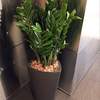 



                                                        Zamioculcas plant CUBICO / DELTA 40