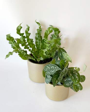 Asplenium and Scindapsus Golden pot 迷你雀巢芒 及 銀班葛 金色花盆