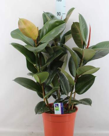 Ficus Elastica Robusta/Abidjan  (Rubber Tree) Ficus Elastica Robusta/Abidjan 荷蘭橡樹 (墨綠）