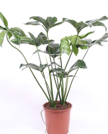 Philodendron Fun Bun Philodendron Fun Bun