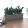 



                                                        Zamioculcas plant BALCONERA 50 / 80 Lechuza