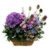 



                                                        Purple Hydrangea Basket