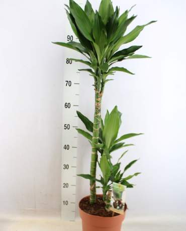 Dracaena Compacta Green Jewel Dracaena Compacta Green Jewel