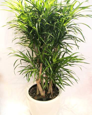 Dracaena Reflexa Anita Dracaena Reflexa Anita 細葉百合竹