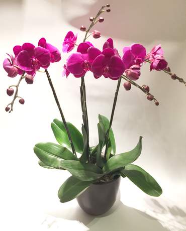 Quadruple Purple Magenta Orchid 萬紫千紅