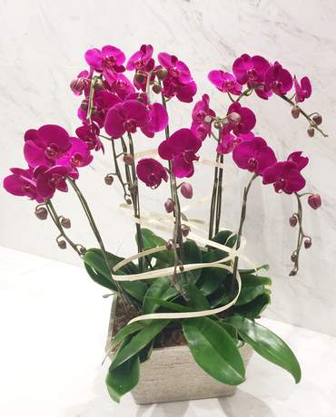 Pink Phalaenopsis Deluxe Garden 八枝紅色大型蘭花