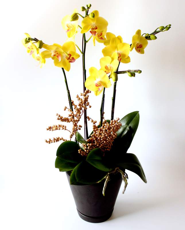 



                                    Quadruple Yellow orchid
