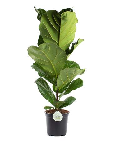 Ficus Lyrata (Single stem / Multi-stems) Ficus Lyrata (Single stem / Multi-stems)