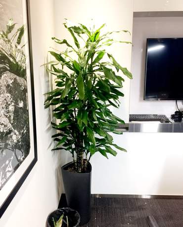 Dracaena Janet Craig Lechuza DELTA / CUBICO 30 荷蘭青鐵樹 Lechuza DELTA / CUBICO 30