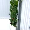 



                                                        Philodendron Scandens Mosspole
