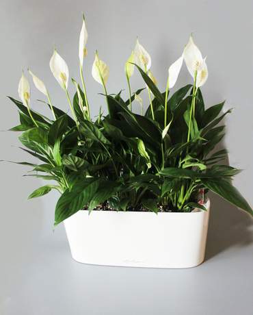 Peace lilies in DELTA 10 白掌植物Lechuza DELTA 10