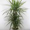 



                                                        Dracaena Marginata Green