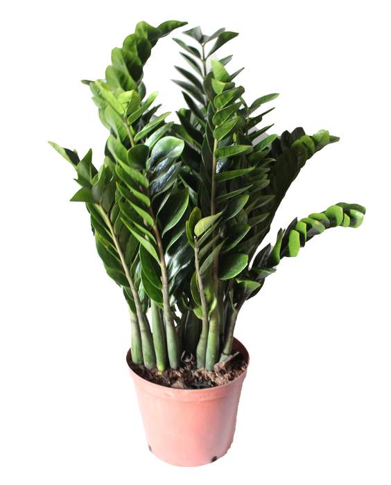 Large Zamioculcas (ZZ) Plant