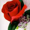 



                                                        玫瑰襟花