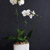 



                                                        白色蝴蝶兰两支盆栽