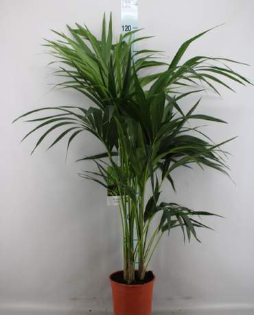Kentia Palm (Howea Forsteriana) Kentia Palm 豪華棕櫚