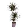 



                                                        Dracaena Magenta (Red)