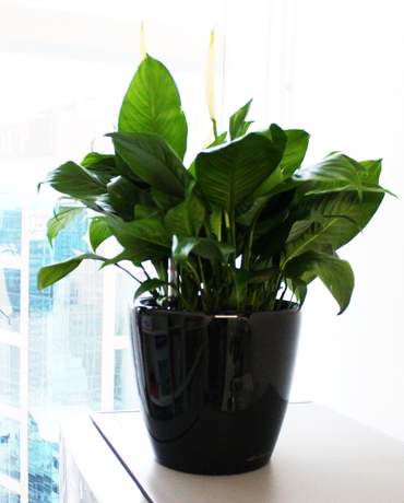 Peace lilies CLASSICO / QUADRO 28 Lechuza 白掌花  CLASSICO ／QUADRO 28 Lechuza