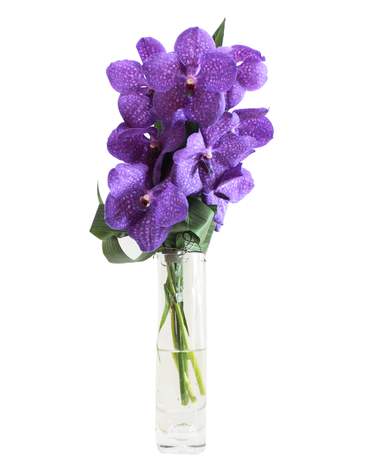 Vanda Magic in a Vase 萬代蘭