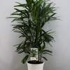 



                                                        Rhapis Excelsa 荷蘭棕竹