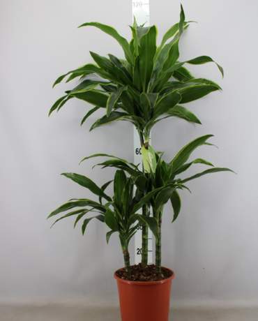 Dracaena Art Dracaena Art