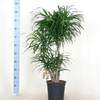 



                                                        Dracaena Reflexa Anita 細葉百合竹