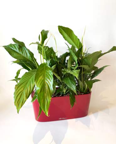 Peace lilies DELTA 20 白掌植物Lechuza DELTA 20