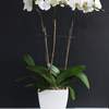 



                                                        3 White Phalaenopsis