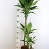 



                                                        Dracaena Compacta Green Jewel