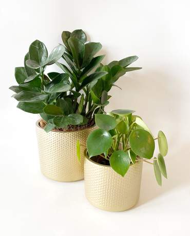 ZZ Plant and Peperomia Golden pot 小金錢樹 及椒草 金色花盆
