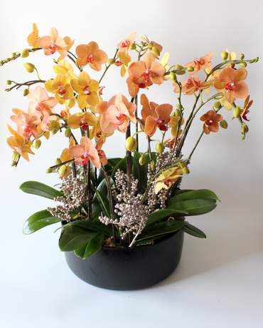 Lucky Phalaenopsis Garden 發大財蘭花盆裁