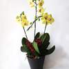 



                                                        黄色蝴蝶兰盆栽