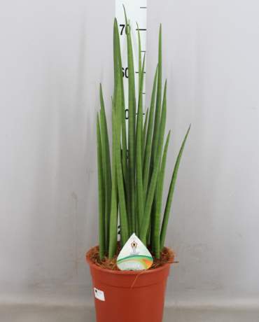 Sansevieria Cylindrica 荷蘭佛手虎尾蘭