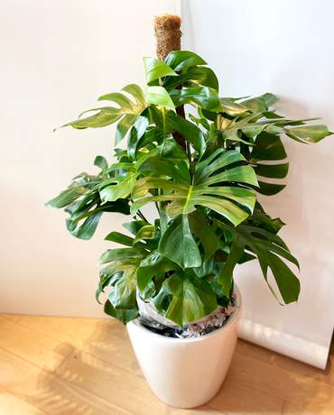 Monstera Deliciosa Monstera Deliciosa 龜背竹 樹柱