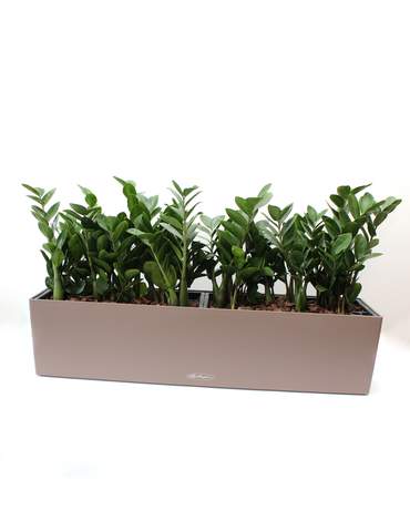 Zamioculcas plant BALCONERA 50 / 80 Lechuza 金錢樹 BALCONERA 50 / 80 Lechuza