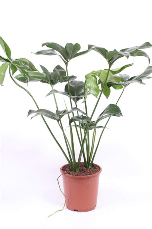 



                                    Philodendron Fun Bun