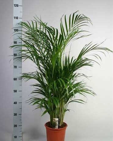 Acrea Palm Acrea Palm 散尾葵