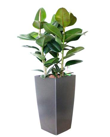 Rubber ficus elastica in CUBICO / DELTA 30 荷蘭橡樹 CUBICO / DELTA  30