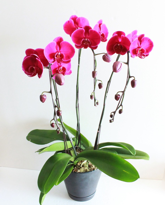 富貴蘭　紅紫宝　紫花　1条 富貴蘭 紅紫宝 紫花 1条 紫红兰花