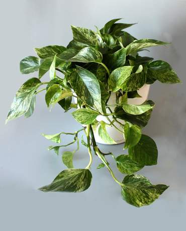 Pothos Ivy CLASSICO / QUADRO 21 綠葉黃金葛 CLASSICO / QUADRO 21
