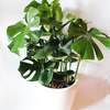 



                                                        Monstera 龜背竹 CLASSICO 35