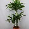 



                                                        Dracaena Art