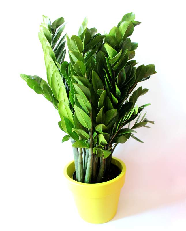 



                                    ZZ plant with PURE 30