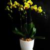 



                                                        Quadruple Yellow orchid