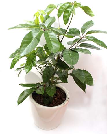 Schefflera Amate (Umbrella Tree) Schefflera Amate (Umbrella Tree) 澳洲鴨腳木
